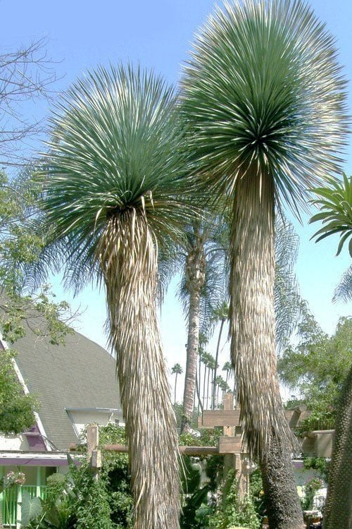  Big Bend Yucca Rostrata - 3 Gallon Pot