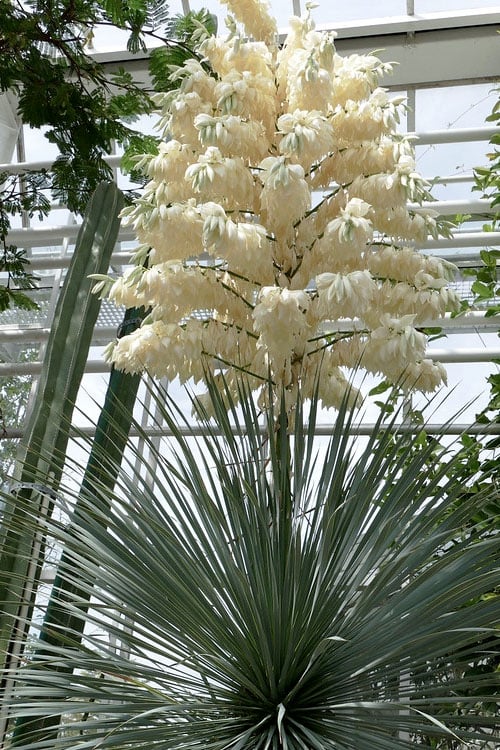  Big Bend Yucca Rostrata - 3 Gallon Pot