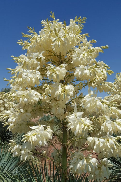  Sapphire Skies Big Bend Yucca Rostrata - 1 Gallon Pot