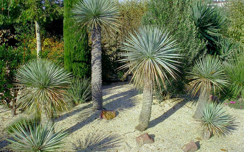  Big Bend Yucca Rostrata - 3 Gallon Pot