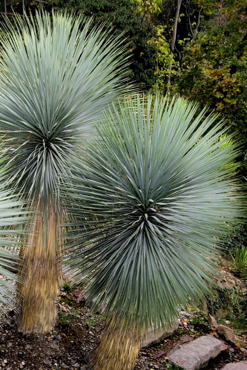  Big Bend Yucca Rostrata - 3 Gallon Pot