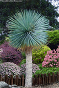  Sapphire Skies Big Bend Yucca Rostrata - 1 Gallon Pot