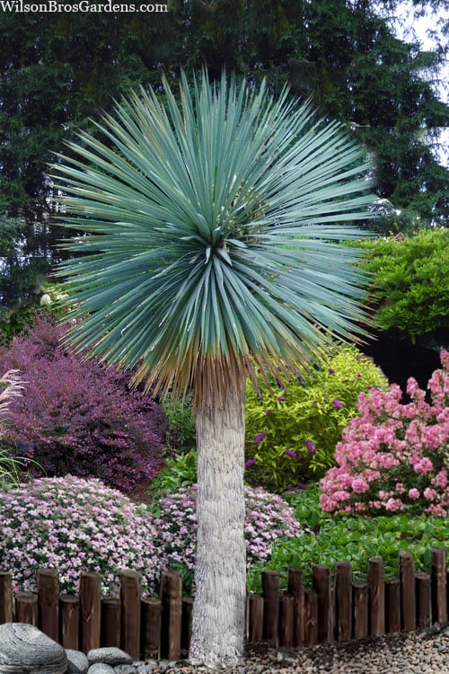  Sapphire Skies Big Bend Yucca Rostrata - 1 Gallon Pot