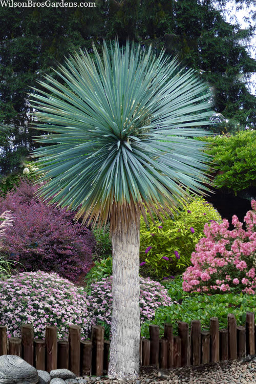  Sapphire Skies Big Bend Yucca Rostrata - 1 Gallon Pot