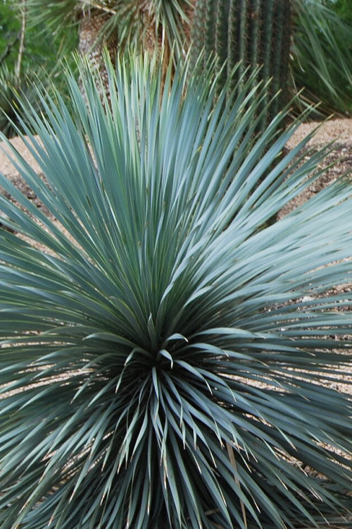  Sapphire Skies Big Bend Yucca Rostrata - 1 Gallon Pot