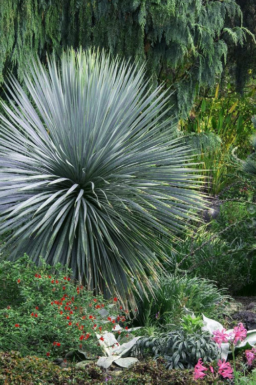  Sapphire Skies Big Bend Yucca Rostrata - 1 Gallon Pot