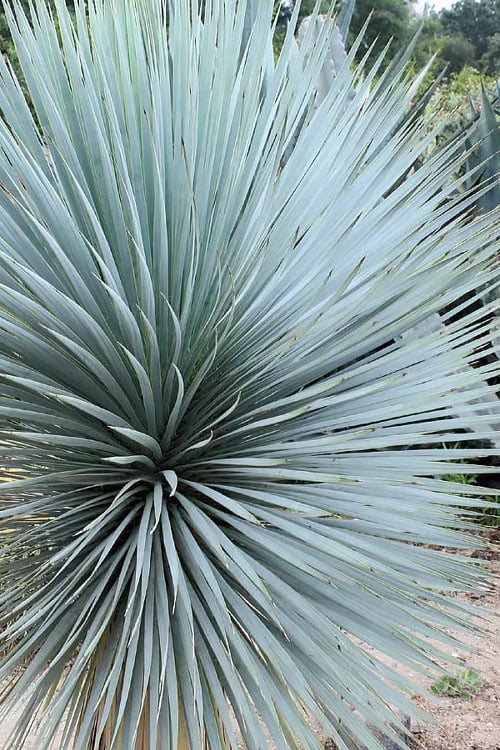  Sapphire Skies Big Bend Yucca Rostrata - 1 Gallon Pot
