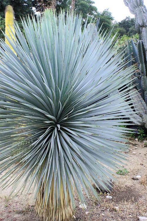  Sapphire Skies Big Bend Yucca Rostrata - 1 Gallon Pot