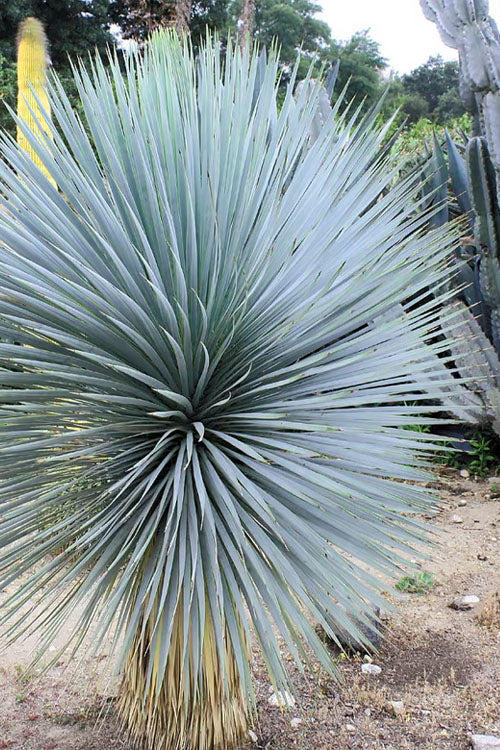  Sapphire Skies Big Bend Yucca Rostrata - 1 Gallon Pot