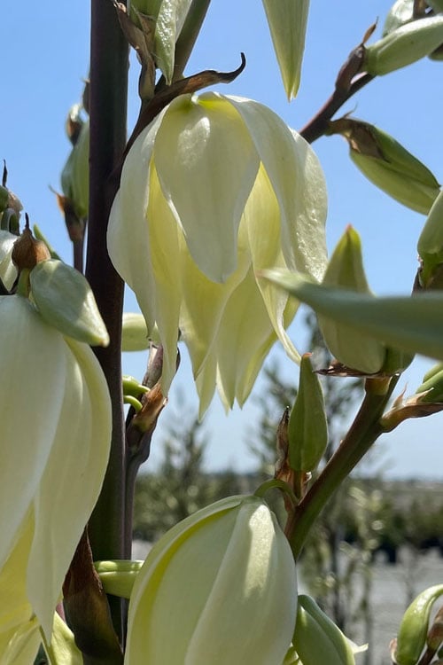  Silver Anniversary Yucca - 1 Gallon Pot
