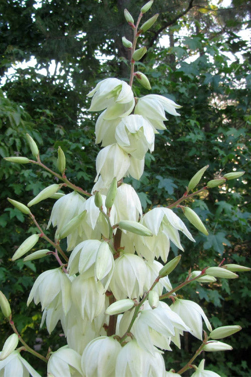  Silver Anniversary Yucca - 1 Gallon Pot