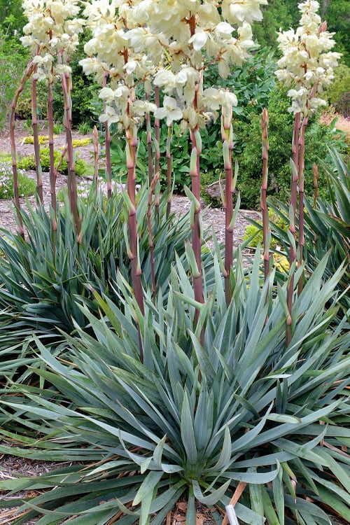  Silver Anniversary Yucca - 1 Gallon Pot
