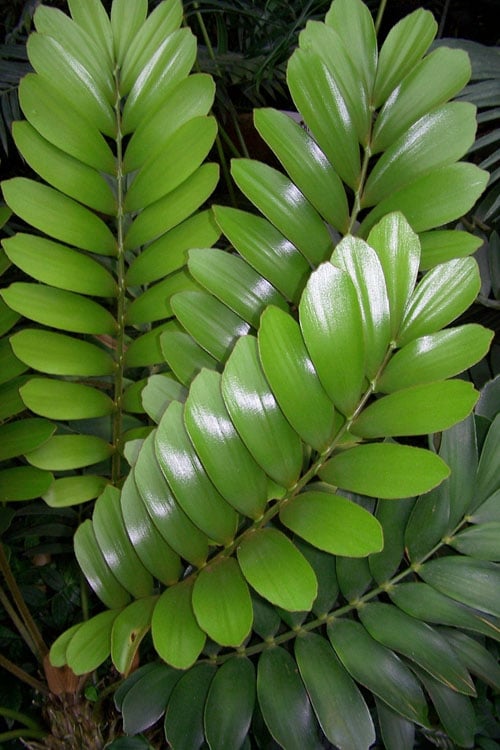  Coontie Palm (Zamia Pumila) - 7 Gallon Pot