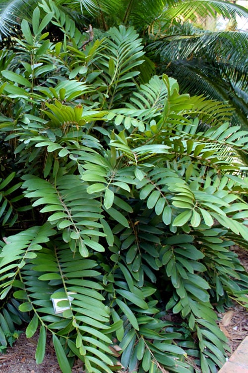  Coontie Palm (Zamia Pumila) - 7 Gallon Pot
