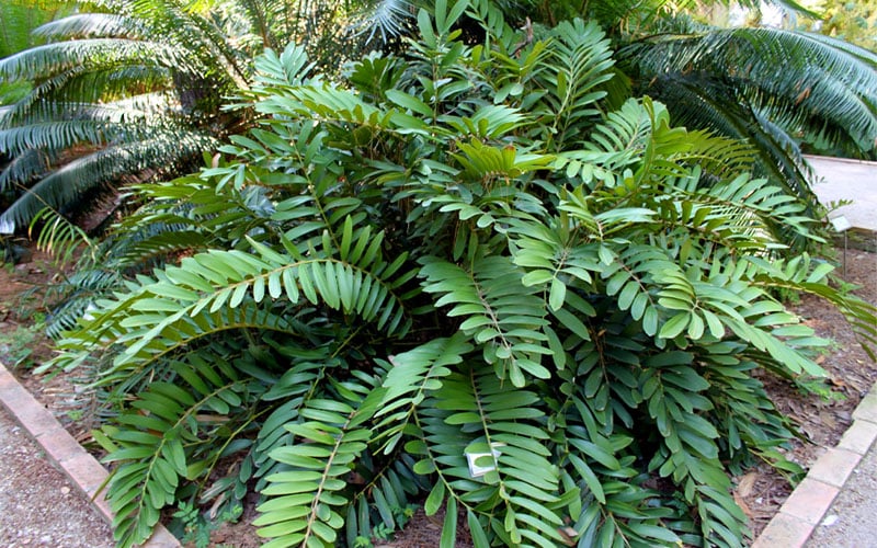  Coontie Palm (Zamia Pumila) - 7 Gallon Pot