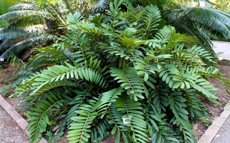  Coontie Palm (Zamia Pumila) - 3 Gallon Pot