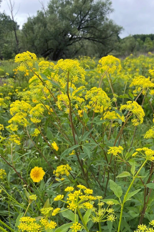  Golden Alexanders Plant (Zizia Aurea) - 1 Gallon Pot