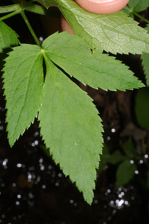  Golden Alexanders Plant (Zizia Aurea) - 1 Gallon Pot