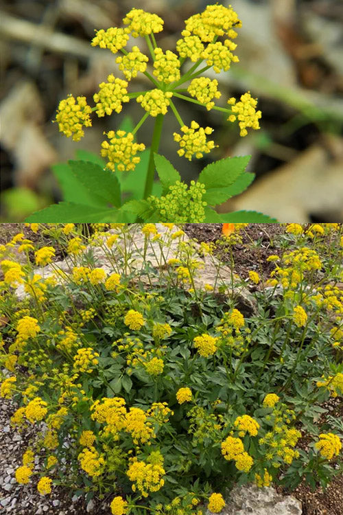  Golden Alexanders Plant (Zizia Aurea) - 1 Gallon Pot