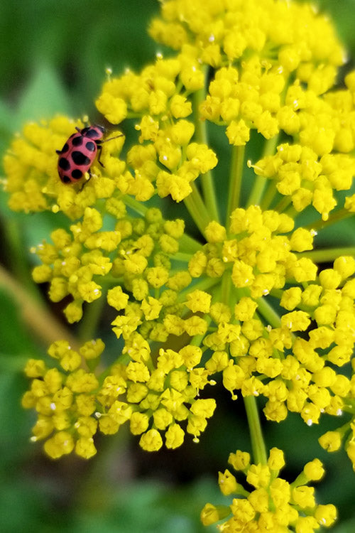  Golden Alexanders Plant (Zizia Aurea) - 1 Gallon Pot